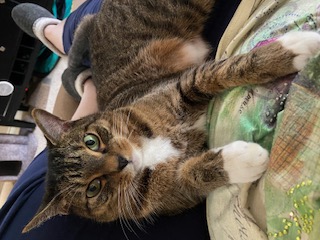 MarloKimmel.com Pet Whisperer