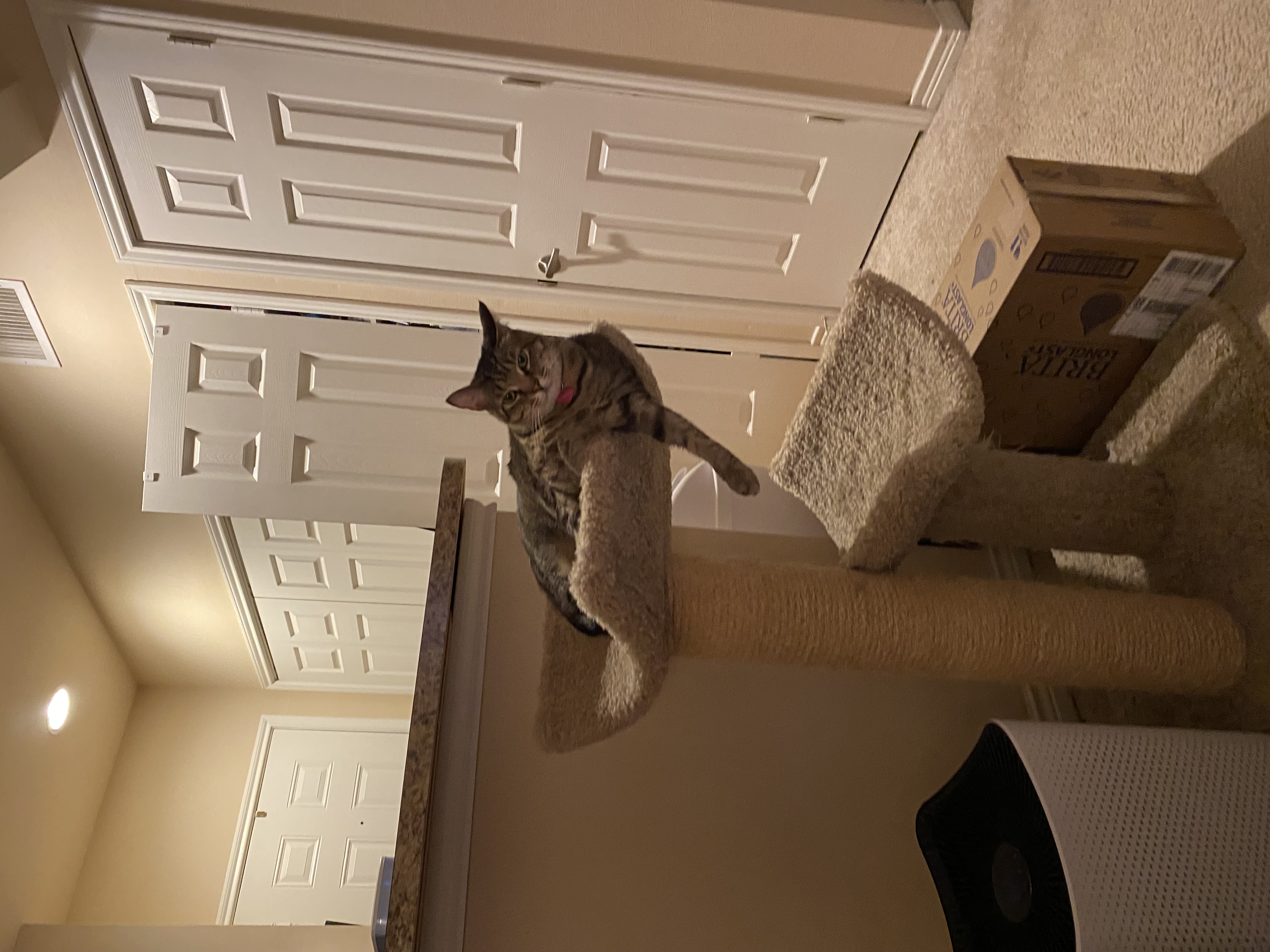 Marlo Kimmel Pet Communicator