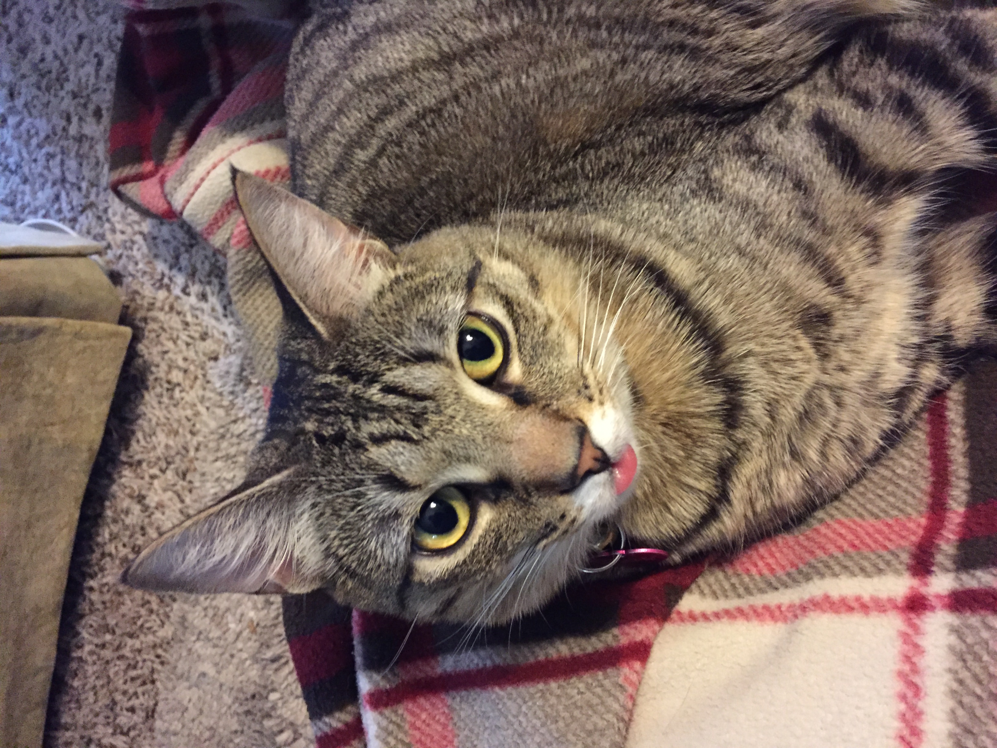 Marlo Kimmel Pet Communicator