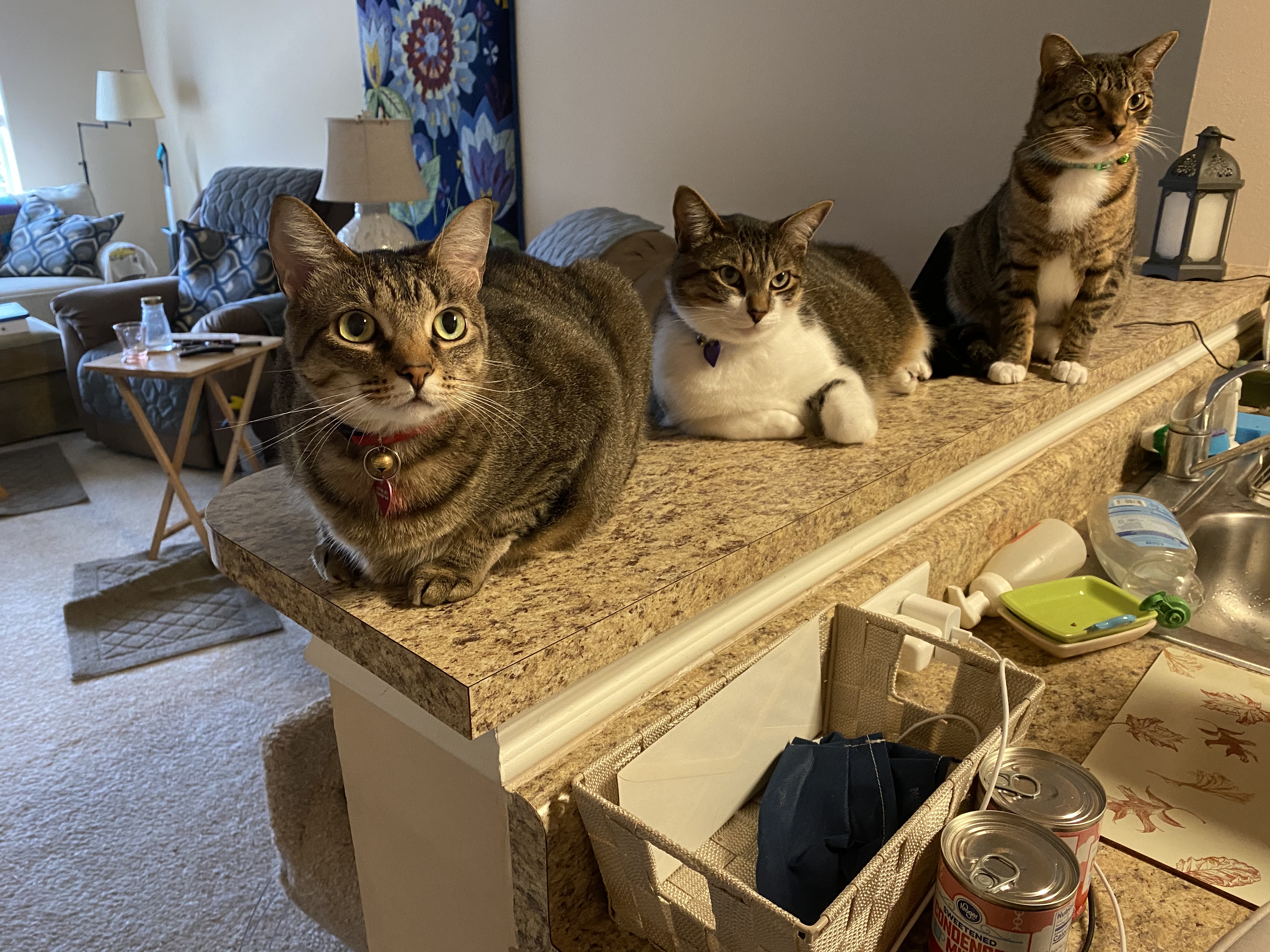 Marlo Kimmel, MarloKimmel.com, Marlo Kimmel Pet Communicator