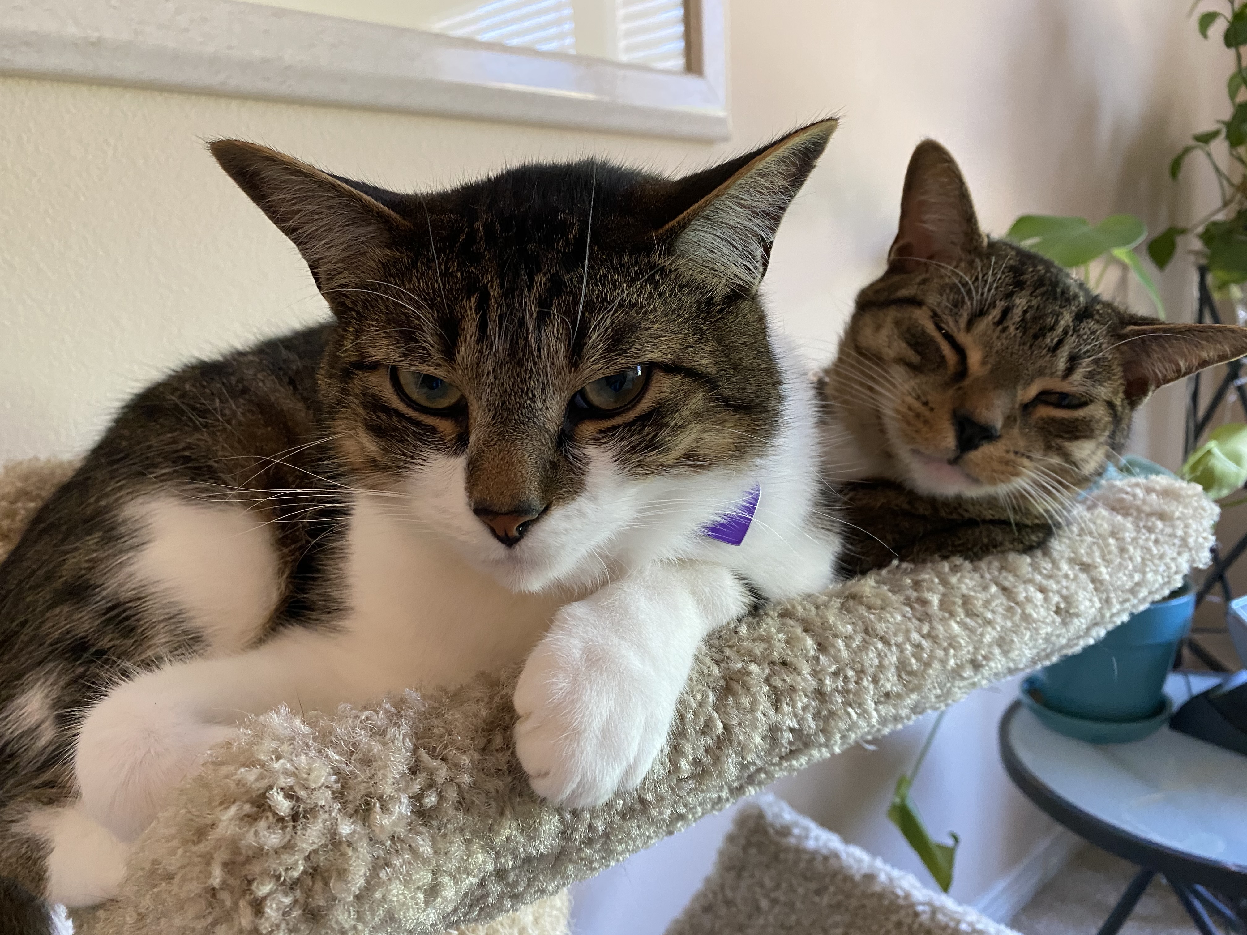 Marlo Kimmel, MarloKimmel.com, Marlo Kimmel Pet Communicator