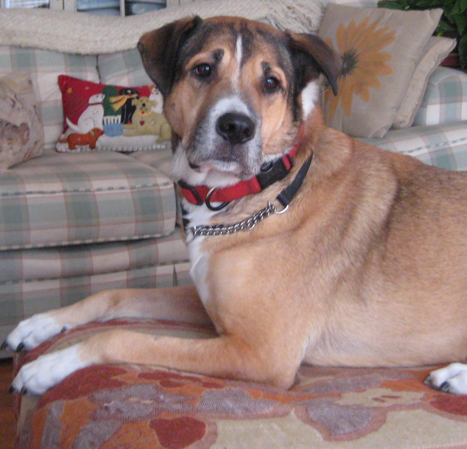 Marlo Kimmel, MarloKimmel.com, Marlo Kimmel Pet Communicator